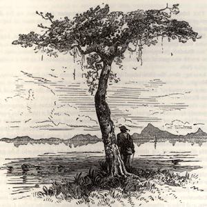 la ceiba (dibujo de Samuel Hazard)