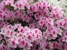 azaleas