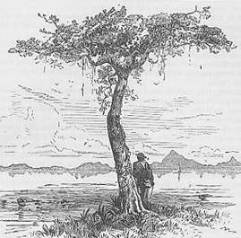 la ceiba (dibujo de Samuel Hazard)