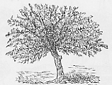 vieta