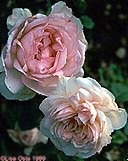 rosa Sharifa