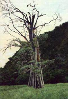 Tomás Sánchez: Árbol viejo en Panamá