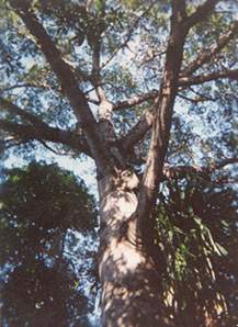 ceiba de la casa donde vivió Juan G. Gómez