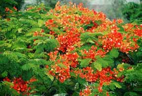 flamboyán habanero