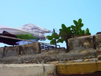 balcón habanero
